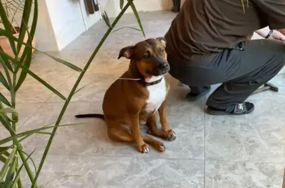 Собаки потеряшки, Краснодар, фото: Потеряшка собака Джеси, ул. Ген. Шифрина 7, Краснодар