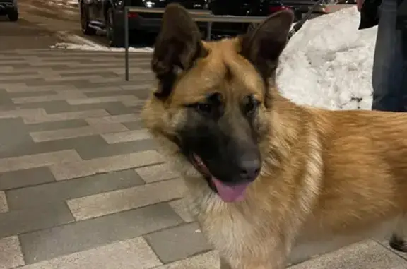 Найдена рыжая собака, Москва, метро Лесопарковая