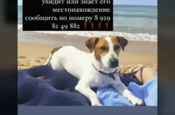Пропала собака в Краснодаре: ул. Соборная, 61.