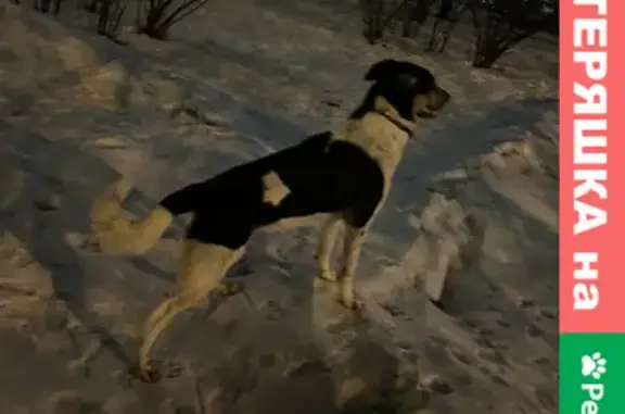 Собака Пёс ищет хозяина на ул. 800-летия Москвы