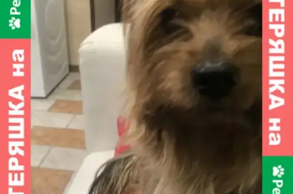 Найдена собака возле Минского шоссе, ищем хозяина