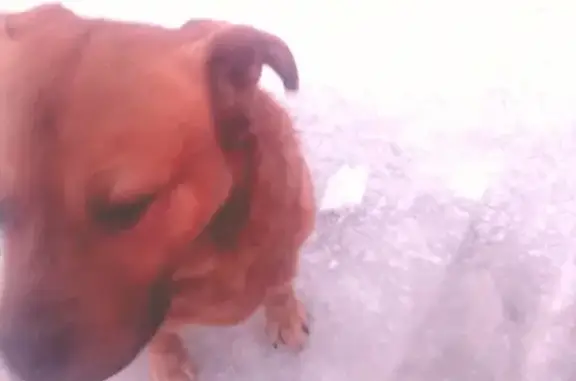 Найдена собака Метис на пр. Ветеранов, кани-корсо, без прививок и чипа