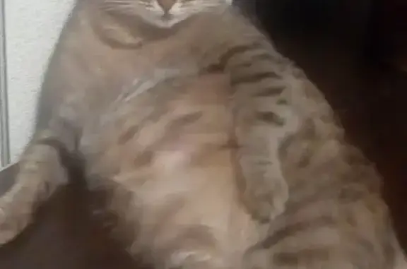 Кошки потеряшки, Новосибирск, фото: Потеряшка кошка Муся на ул. К. Минина, Новосибирск