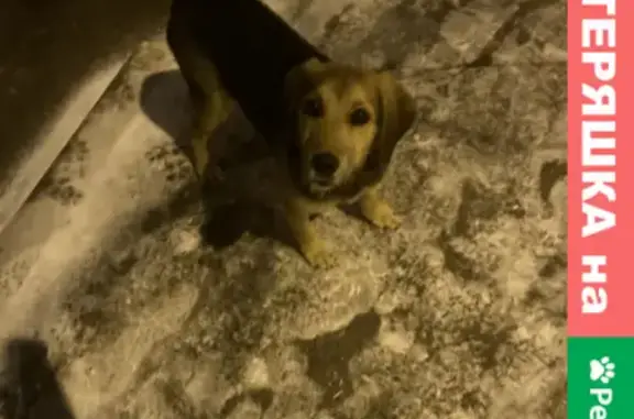 Найдена собака возле метро на Боевой улице, Астрахань