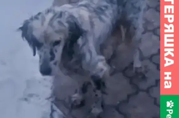 Найдена собака на Митрофановской, 125 (Воронеж)