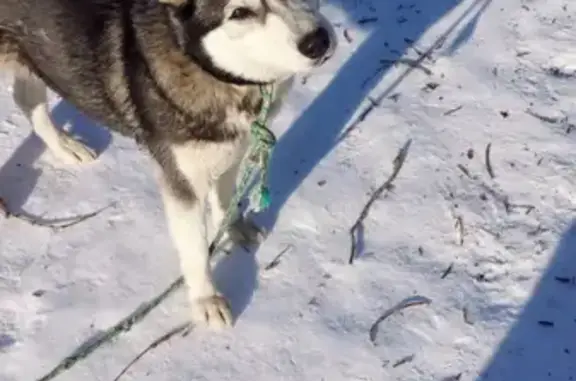 Найдена домашняя собака на ул. Матросова, 17А, Краснокамск