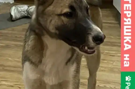 Найдена собака на Товарищеском проспекте, СПб