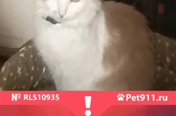 Кошки потеряшки, Санкт-Петербург, фото: Потеряшка кошка на пр. Просвещения 24/2, СПб, белый с рыжим, адресник.