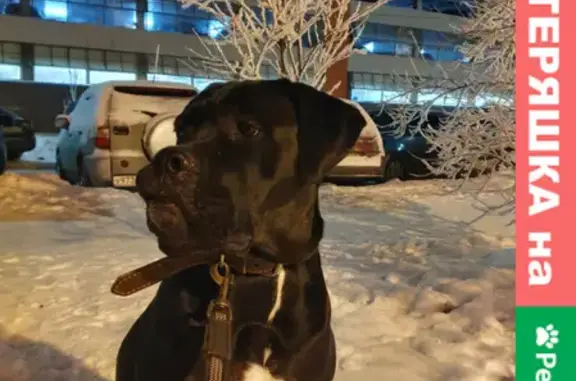 Собаки потеряшки, Санкт-Петербург, фото: Потеряшка собака Кане-корса на пр.Героев 26, С-Пб.