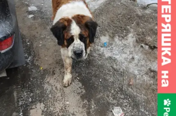Собака Сенбернар потерялась в Королёве на ул. Нахимова