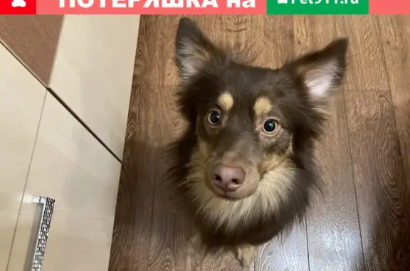 Найдена собака, Новороссийск, фото: Найден пес в Новороссийске: ул. Советов, 18