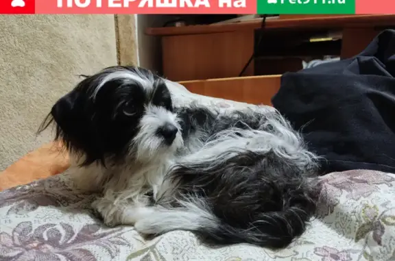Найдена собака в Новочебоксарске на Солнечной улице