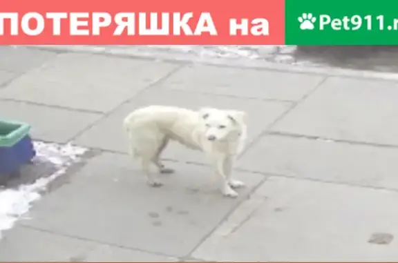 Найдена добрая собака на Первомайской, 31