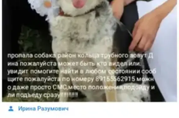 Собаки потеряшки, Липецк, фото: Потеряшка собака на Гагарина 161/1, вознаграждение, слеповата.