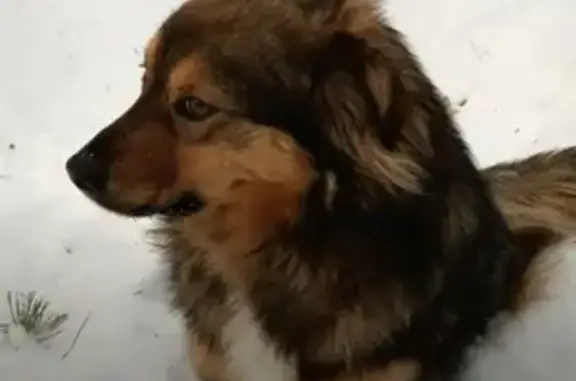 Найдена собака в Ленинском лесхозе: добрый охранник ищет хозяина