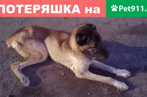 Найдена собака породы алабай в районе Вятская/Орская (Ростов на Дону)