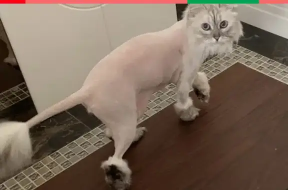 Кошки потеряшки, Санкт-Петербург, фото: Потеряшка кошка Василиса на Песочной набережной, СПб