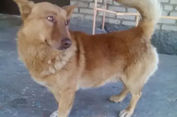 Пропала маленькая собака в Поселье, Иволгинский район, Бурятия