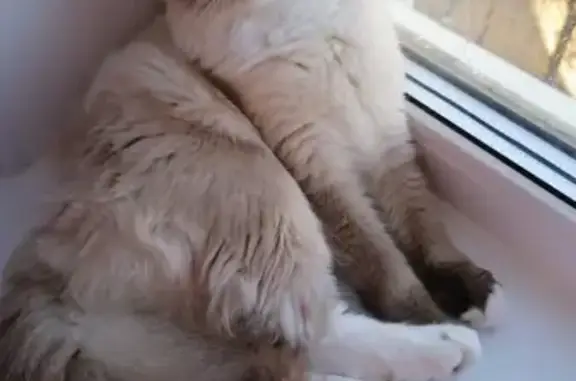 Кошки потеряшки, Ульяновск, фото: Потеряшка кошка в Ульяновске на улице Радищева, 159