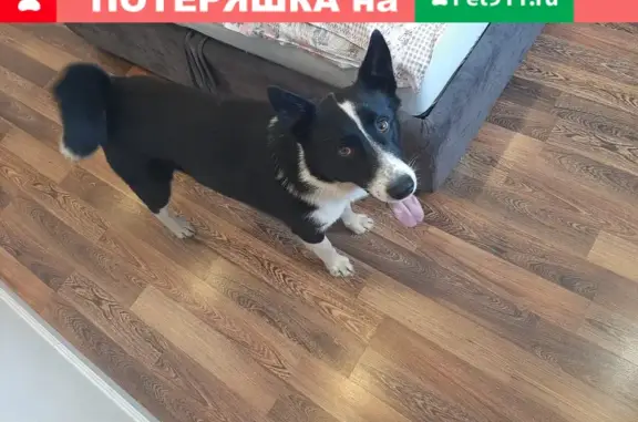 Найдена собака в Деревне Редкино, ЛО
