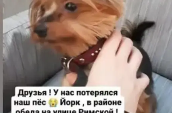 Собаки потеряшки, Калининград, фото: Потеряшка собака на улице Римской