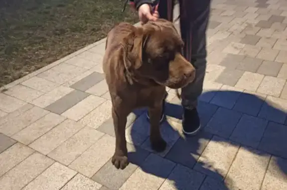 Собака Лабрадор на набережной Пляжа Учкуевка, Севастополь