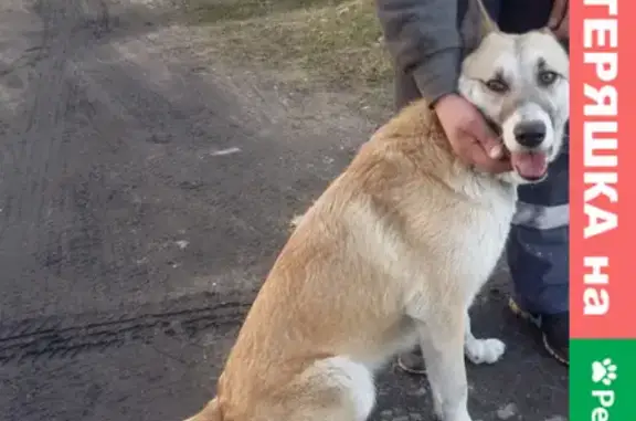 Найдена собака девочка на улице Горького