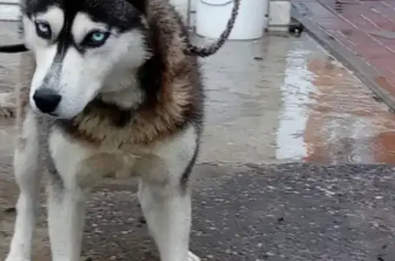 Пропала собака на улице Семёна Ремезова, Тобольск