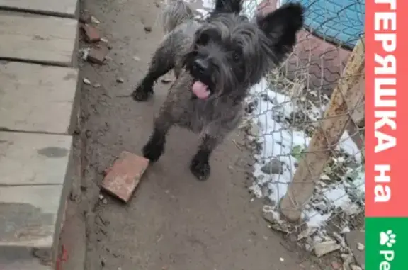 Собака найдена в Трусовском районе, Астрахань