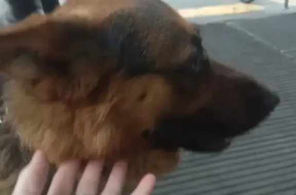Найдена собака у ТЦ Город-2, Авиамоторная, Москва