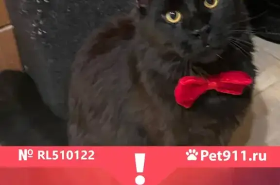 Кошки потеряшки, Санкт-Петербург, фото: Потеряшка кошка МейнКун в Дружногорске, возможно пробирается домой.