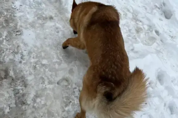 Найдена собака на улице 8 Марта, Пушкино