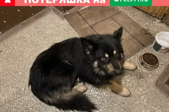 Найдена собака на улице Герцена в Томске