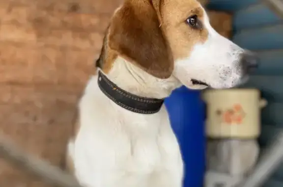 Собака найдена на Фрунзе, 42 в Наро-Фоминске
