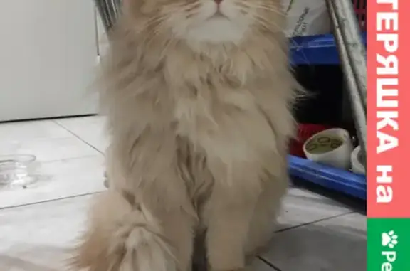 Найдена персиковая кошка на Нижне-Печерской, 2