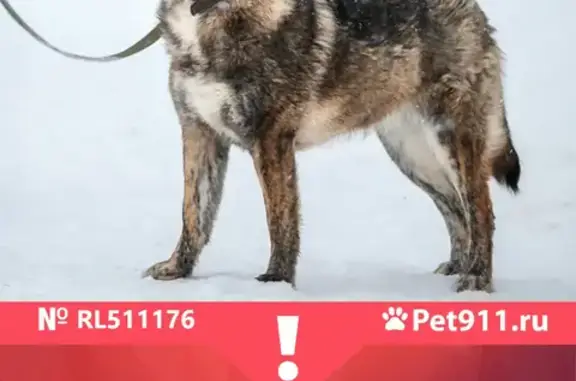 Пропала собака в Московской области!