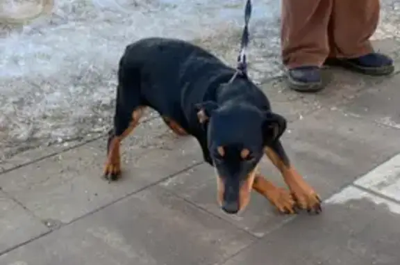 Найдена собака на Туристской улице, Москва