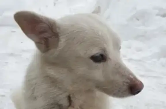 Пропала собака Малыш на Каучуковой улице
