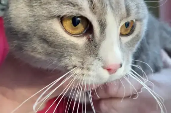 Найден ручной кот в Новогиреево