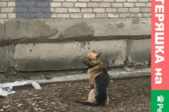 Собака Овчарка на ул. Разина в Павловском Посаде