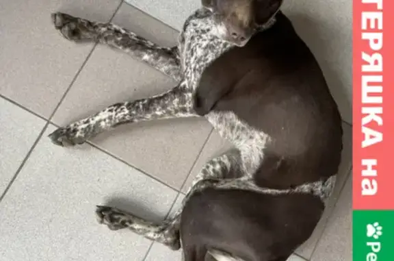 Собака найдена на улице Победы, Майкоп