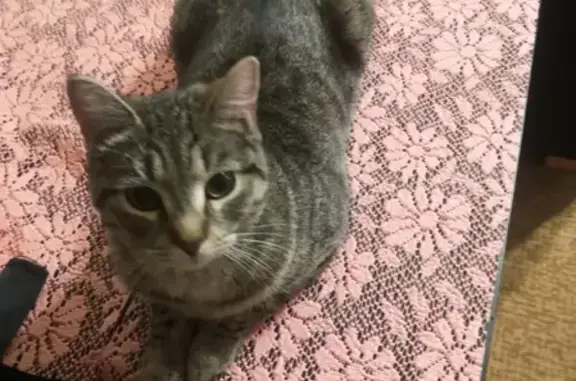 Кошки потеряшки, Санкт-Петербург, фото: Потеряшка кошка на Будапештской ул. 5к1, СПб