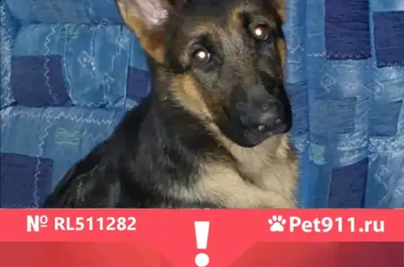 Потерянные животные Новокузнецк, фото: Пропала собака Альфа в с. Бунгур, вознаграждение гарантировано.