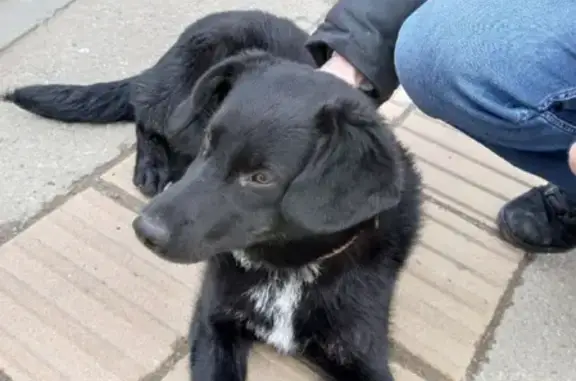 Найден щенок с ошейником на ул. Красных Партизан, 377