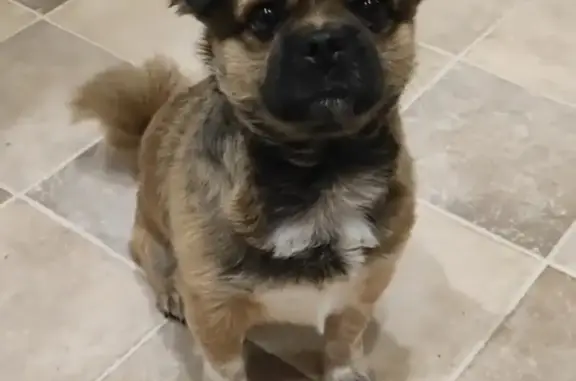 Потерянные животные Нижний Новгород, фото: Пропал кобель Чип с ул. Прыгунова, Н. Новгород