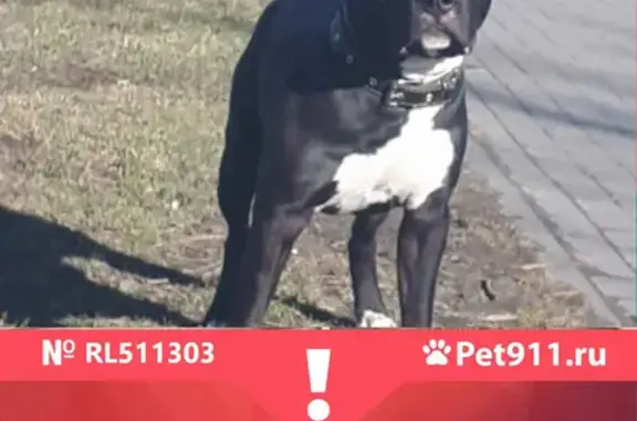 Пропала собака Буч, район Брянской области, нужна помощь!
