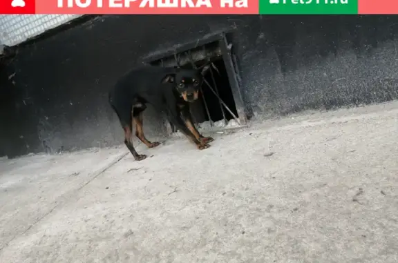 Собака найдена на улице Зелинского, 40 к2, В. Новгород