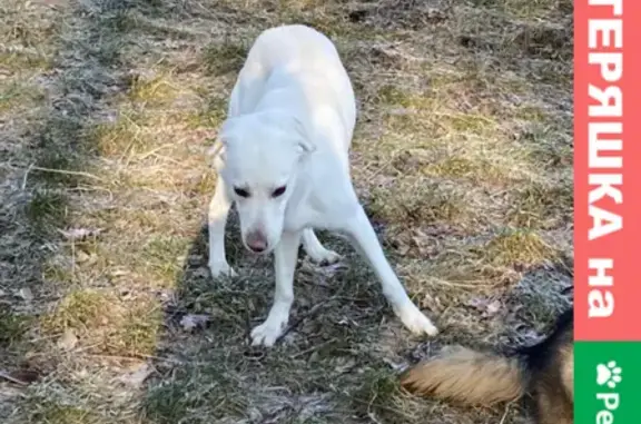 Найдена собака в Ашман парке, без ошейника