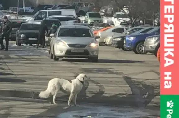 Найдена собака на Ново-Переделкинской, 12А возле МФЦ
