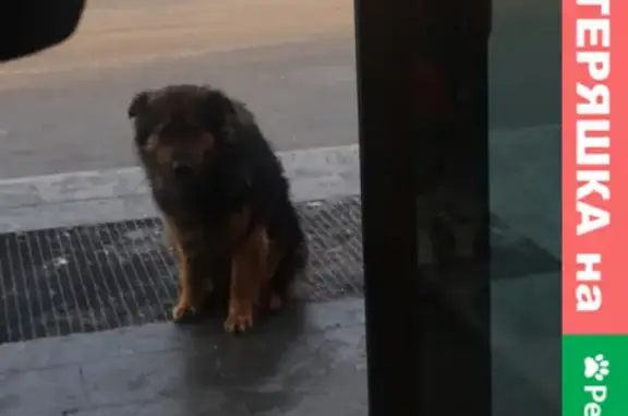 Собака найдена на улице Суворова 241 А в Пензе